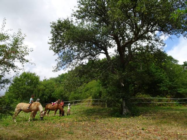 Offrez vous des vacances au vert avec votre cheval 