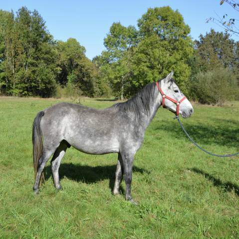 Poney 5ans 140 cm