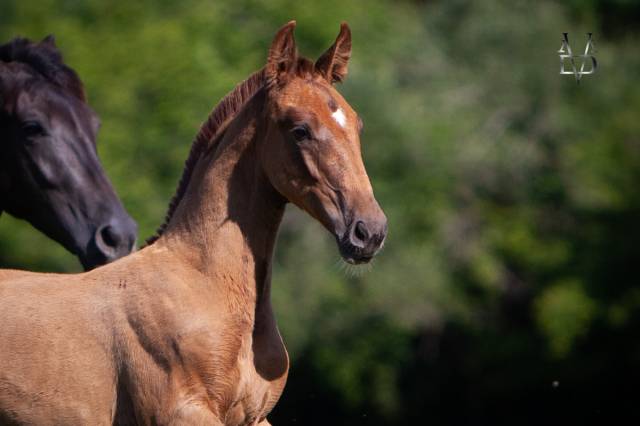 Poulain Pure Race Espagnole Dressage