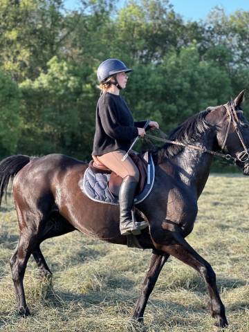 pension travail chevaux reconversion et sport