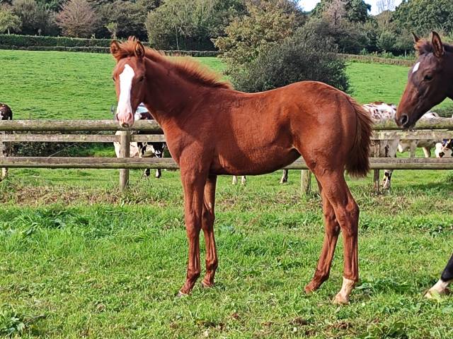 Pouliche 2ans par Casallo Z/ Quaprice Bois Margot/LeTôt