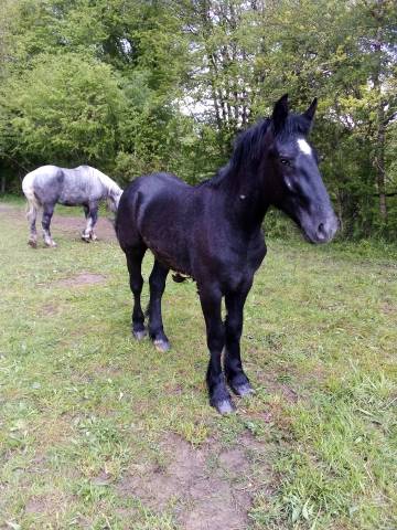 POULAIN TRAIT PERCHERON