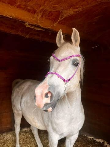 Licol et collier pour le cheval arabe 