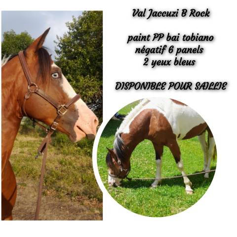 Val Jacuzzi B rock - Saillie étalon Paint Horse