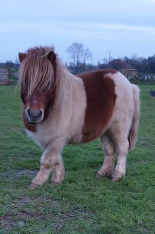 Saillie poney ONC - Boris alias Sully 