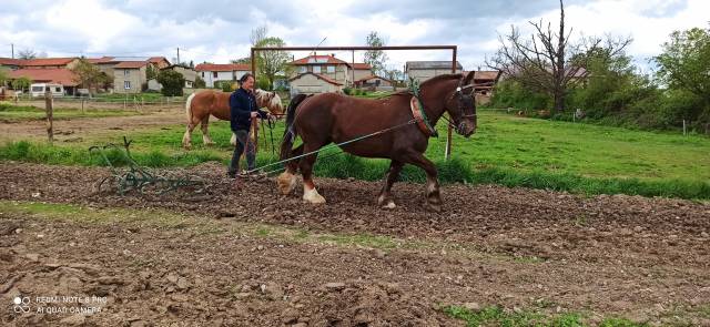 Jument Bretonne PP