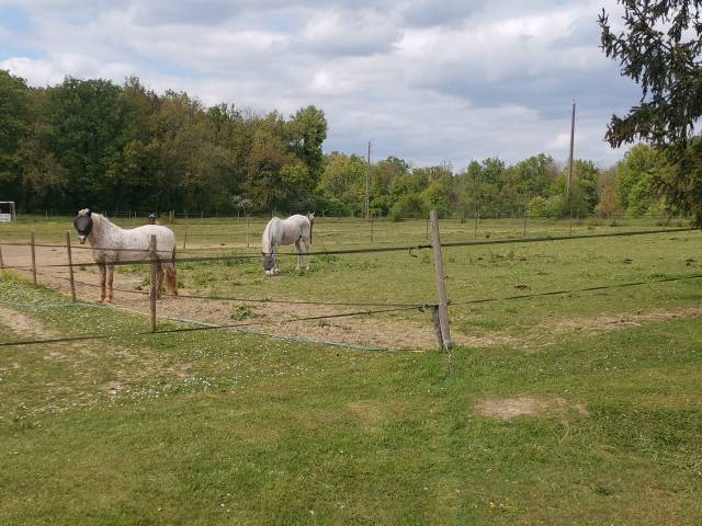 PENSION CHEVAUX PROCHE FONTAINEBLEAU