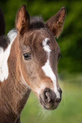 saillie étalon poney pie bai minimal