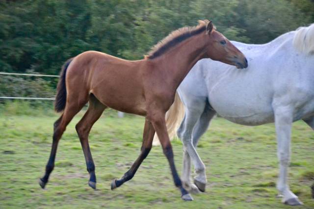 Pouliche PSL ligné DRESSAGE