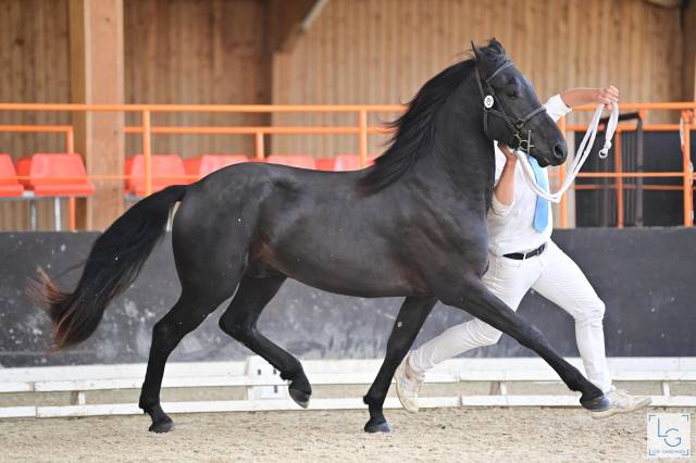 Arabofrison Champion Modele & Allure classe C/D  AFCAF