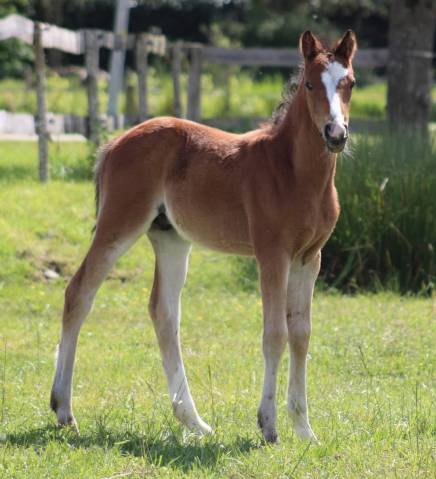 Poulain PFS par GOLDWYN D'EMBETS