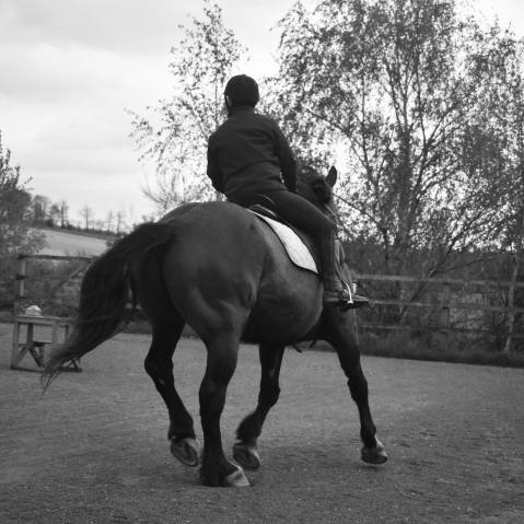 Pension pré pour poneys et chevaux