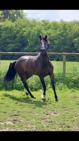 Jument de dressage et de CCE 8 ans