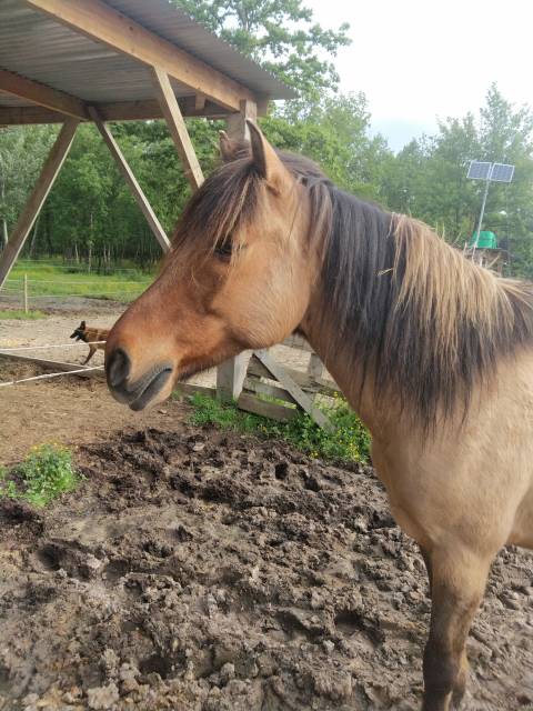 Sirius et Beauty.   Poneys  1.54 m très bien dressés