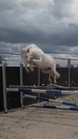 Magnifique poney yeux bleus 