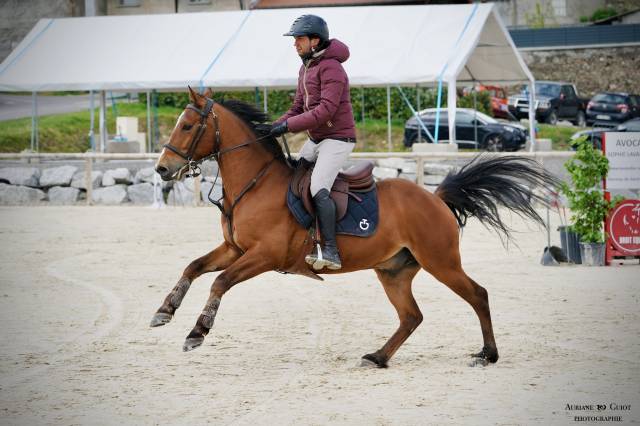 Poney de sport à vendre 