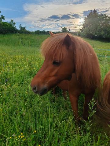 Ponette typé Welsh 