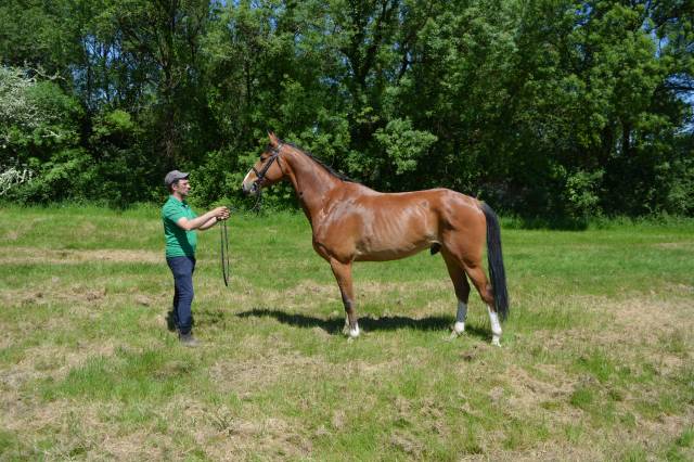 Cheval 7ans cycle classique 4 5 6 ans sans faute