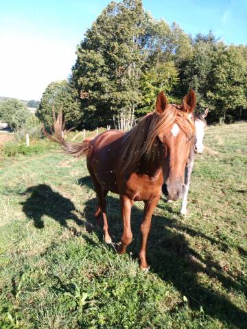 Jabath arabe mâle 5 ans