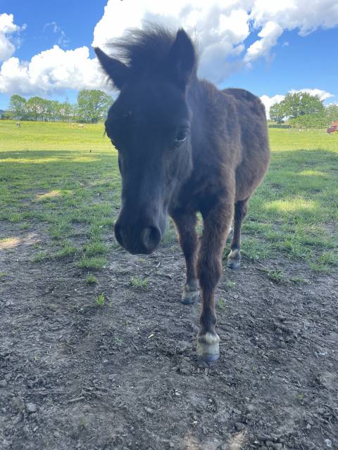 Ponette shetland 