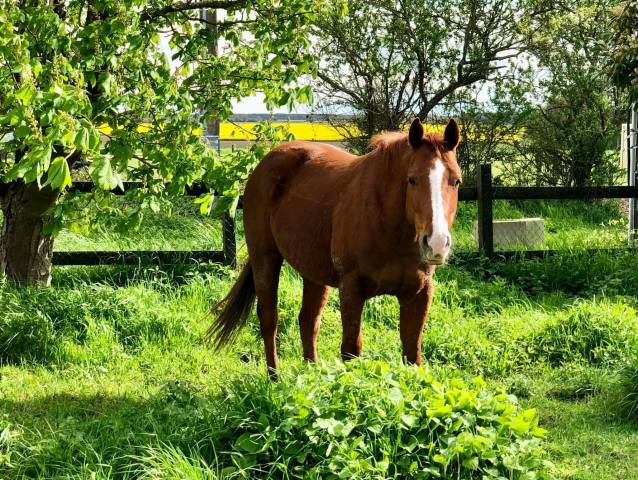 Quarter horse Alezan 