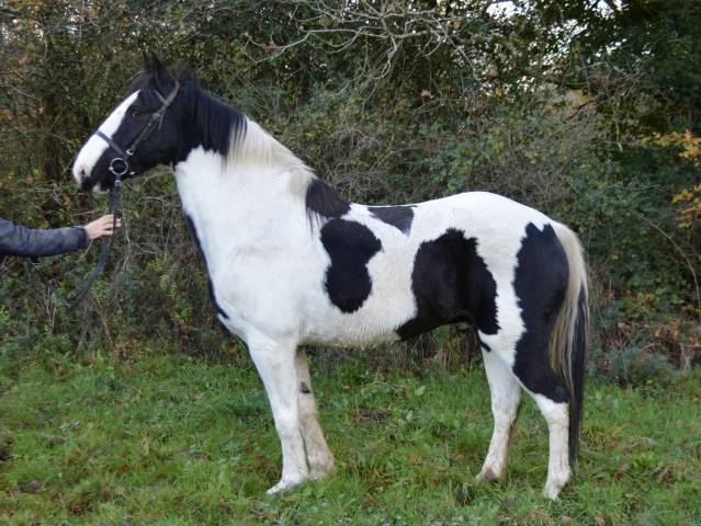 Très beau cheval 157 cm très beau modèl