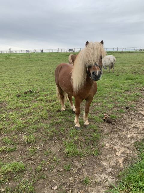 Saillie poney shetland 