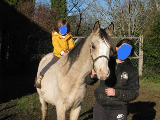 Poney A vendre Urgent