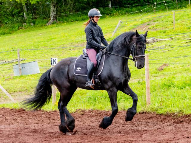 Frison de dressage