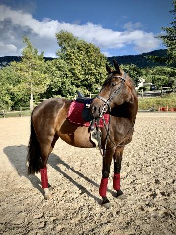 Jument de dressage à vendre