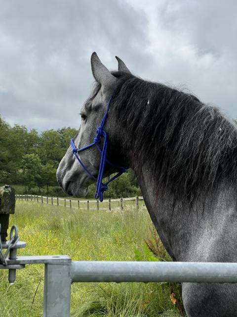 Vente de cheval 