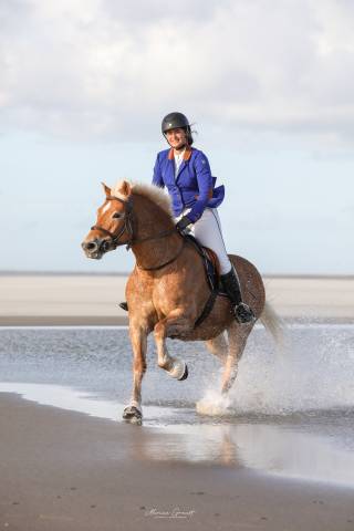 Ponette haflinger