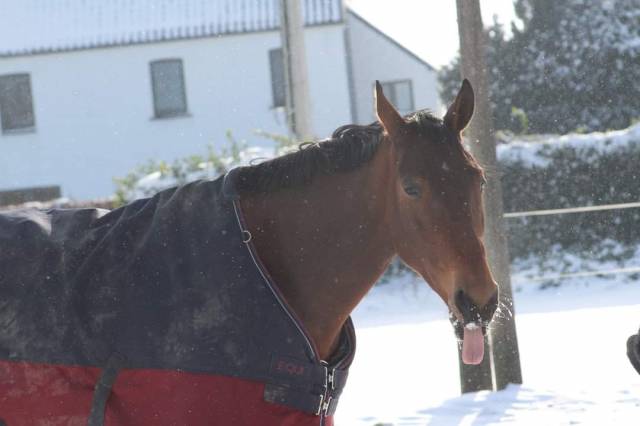 Jument trotteur super pour extérieur ou etho