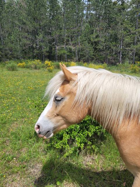 Magnifique hongre haflinger