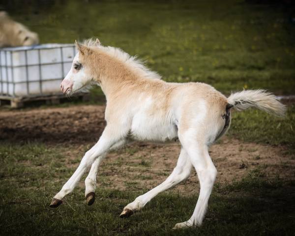 Foal mâle welsh pony - palomino + splash + DW20