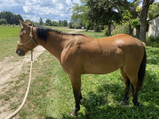 Cheval quarter horse