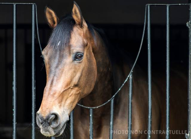 Haras d'exception situé dans l'Est de la France