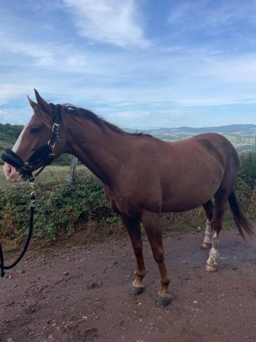 Paint Horse Hongre 6 ans