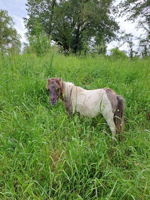 Pouliche mini shetland PP 