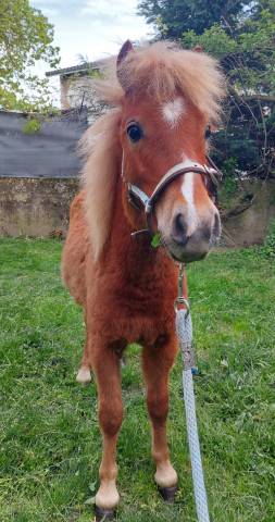 Poney à vendre