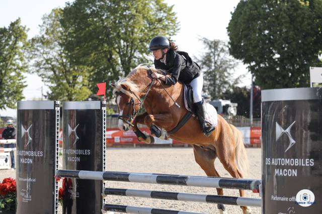 Etalon welsh pony - performeur - IPO138