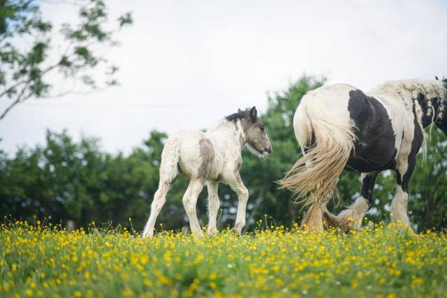 Pouliche Irish cob PP très calme. Idéal hippothérapie