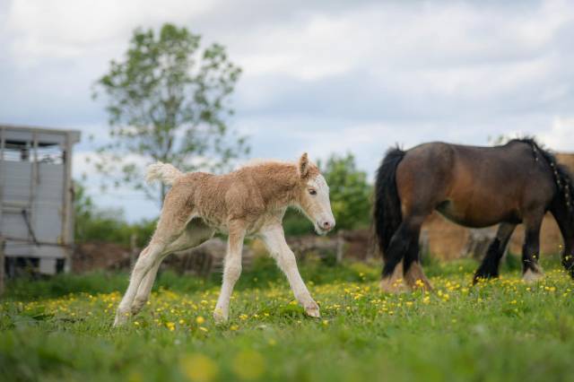 Poulain irish cob PP palomino sabino 