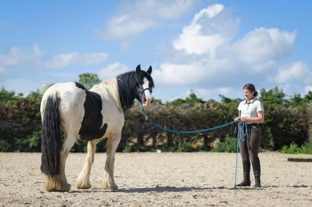 Jument irish cob PP née chez nous. Ideale tous niveaux!