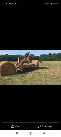 Cheval selle français 