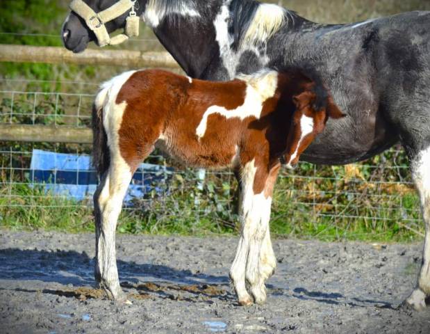 Foal pie Selle français 