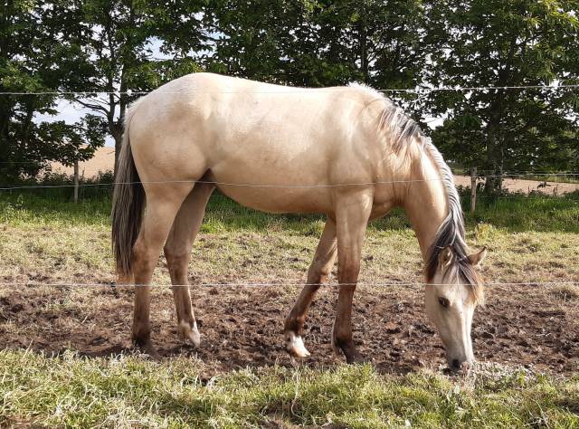 Pouliche Quarter Horse 1 an Dunskin