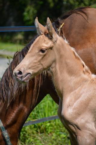 Pouliche Pure Race Espagnol Palomino 