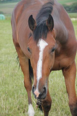 Hongre CSO 2 ans par Eden du Rouet