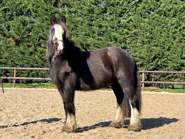 Hongre Irish cob